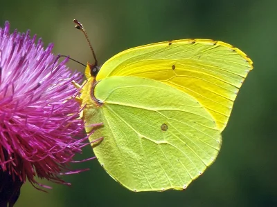 Gonepteryx cleopatra