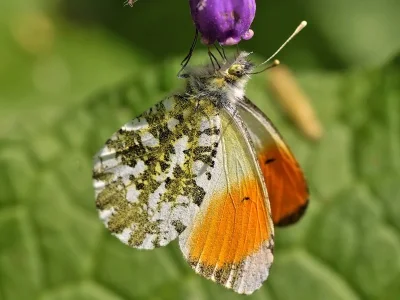 Anthocharis (Anthocharis) cardamines