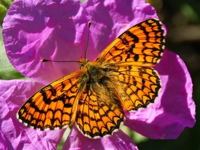 Melitaea (Mellicta) deione