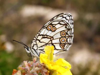 Melanargia (Argeformia) ines