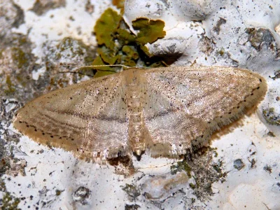 Idaea mediaria