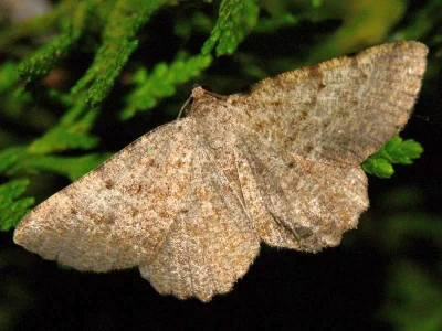 Ortaliella perspersata