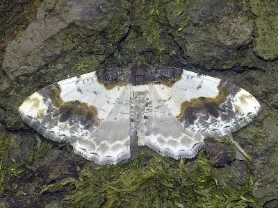 Ligdia adustata