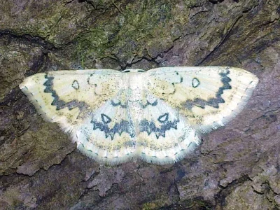 Cyclophora (Cyclophora) annularia