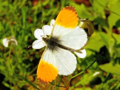 Anthocharis (Anthocharis) cardamines