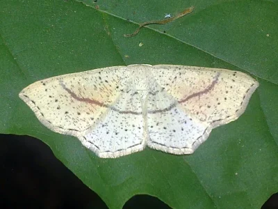 Cyclophora (Codonia) punctaria