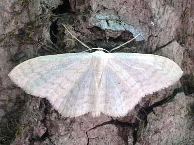 Scopula (Ustocidalia) floslactata