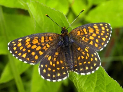 Melitaea (Mellicta) athalia