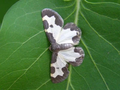 Lomaspilis marginata