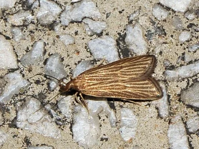 Helcystogramma albinervis