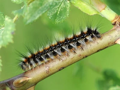Eriogaster (Eriogaster) catax