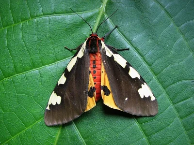 Arctia matronula