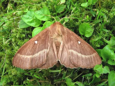 Lasiocampa (Pachygastria) trifolii