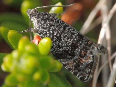 Argyroploce concretana