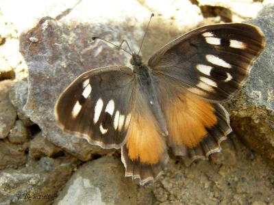 Chazara (Chazara) bischoffi