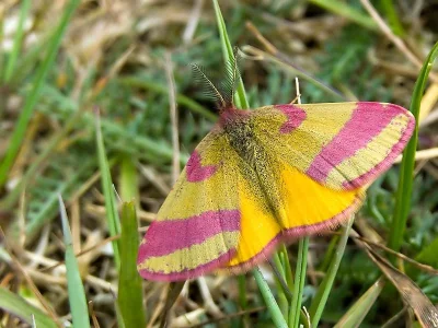 Lythria cruentaria