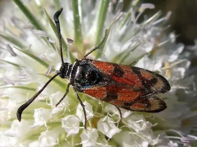 Zygaena (Agrumenia) carniolica