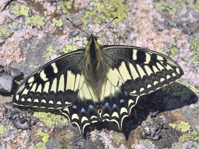 Papilio (Papilio) hospiton