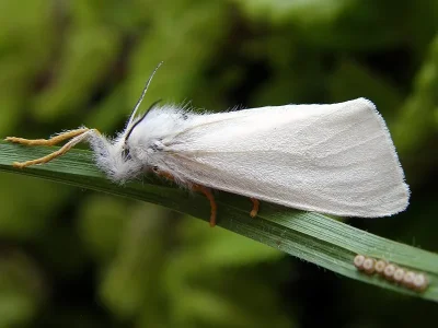 Laelia coenosa