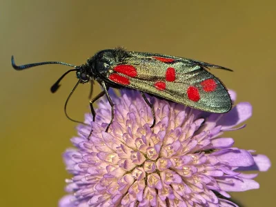 Zygaena (Zygaena) filipendulae