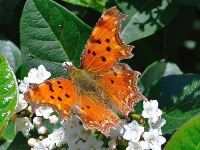 Polygonia egea