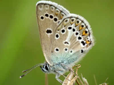Eumedonia eumedon