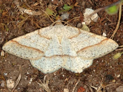Isturgia sparsaria