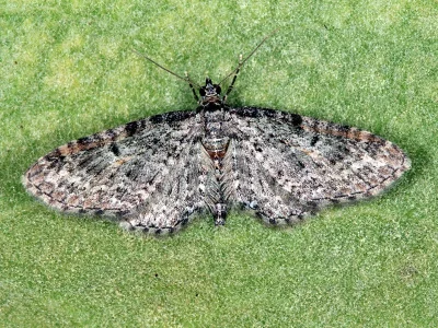 Eupithecia orphnata
