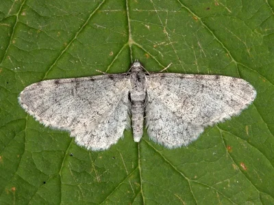 Eupithecia carpophagata