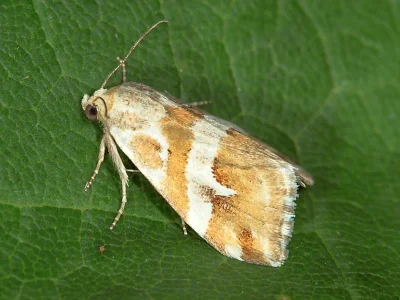 Eublemma (Eublemma) elychrysi
