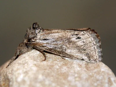 Albarracina warionis