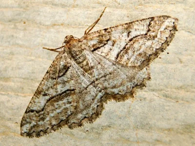 Calamodes occitanaria