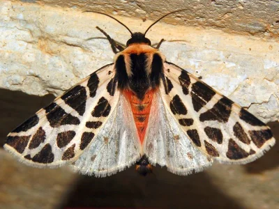 Cymbalophora pudica