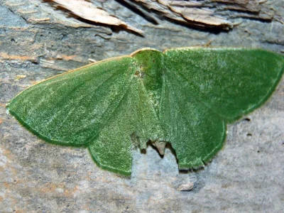 Kuchleria insignata