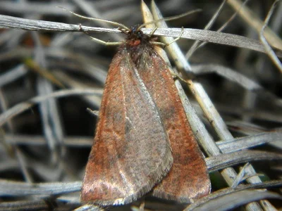 Lignyoptera fumidaria