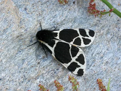 Arctia flavia