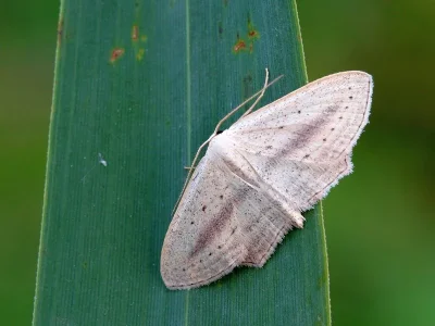 Scopula (Ustocidalia) emutaria