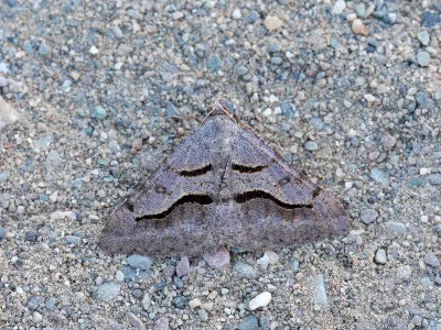 Digrammia rippertaria