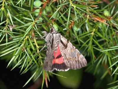 Catocala lupina