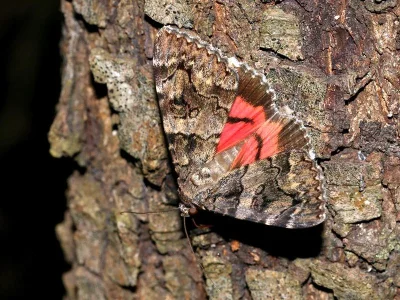 Catocala coniuncta