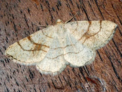 Adactylotis contaminaria