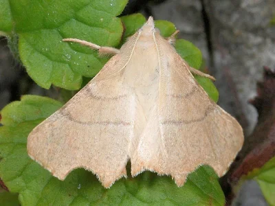 Ennomos (Deuteronomos) quercaria