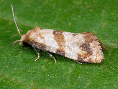 Phalonidia contractana