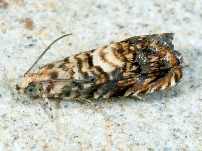 Pammene gallicolana