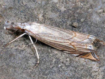 Metacrambus carectellus