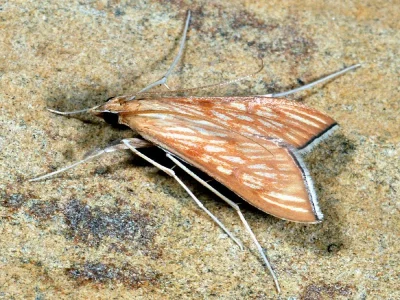 Antigastra catalaunalis