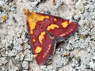 Pyrausta purpuralis