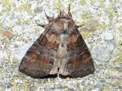 Cymatophorina diluta