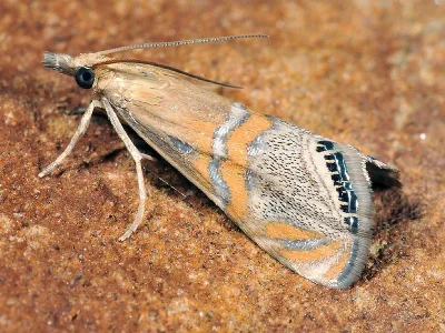 Euchromius bella