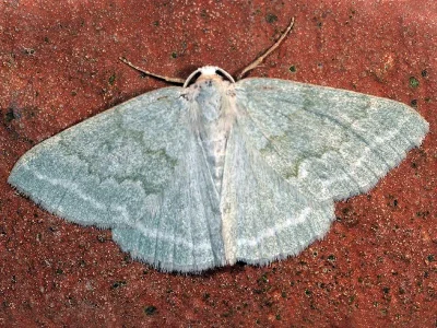 Pseudoterpna pruinata